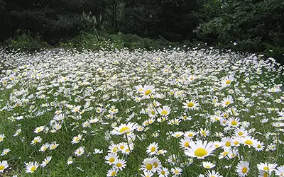 Field of daisies writing retreat